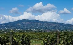 Villa Matilde Roccamonfina Vineyard Winery Image