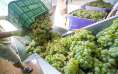 Do Ferreiro Albariño ready for pressing. Winery Image