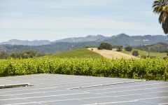 Honig Vineyard & Winery Solar Panels Winery Image