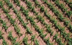 Shardana Winery Image