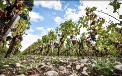 Chateau Cambon La Pelouse Terroir Winery Image