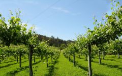 Quintas de Melgaco Winery Image