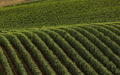 Clover Hill Winery Image