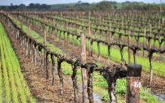 Pikes Winery Image