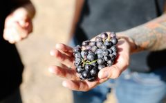 Bonny Doon Grapes from the Popelouchum Vienyard Winery Image