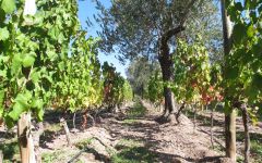 Mendel Grapevine Winery Image