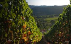 Vineyard 29 Overlooking Napa Valley During Harvest Winery Image