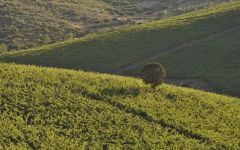 Duorum Winery Image