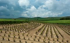 Cortijo Winery Image