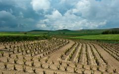 Cortijo Winery Image