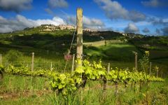 Salcheto Salcheto Vineyards Winery Image