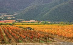 Vinedos Emiliana Los Robles Estate Winery Image