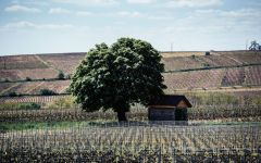 Chateau du Moulin-a-Vent Chareau du Moulin a Vent Vineyard Winery Image