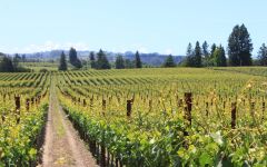 Image of winery