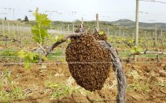 Argiano Beehive in the Vineyard Winery Image