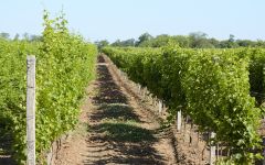 Brady Vineyard Winery Image