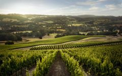 Verite Bennett Valley Vineyard Winery Image