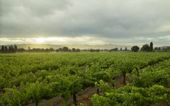 Bella Union by Far Niente Bella Union Vineyard in Rutherford, Napa Winery Image