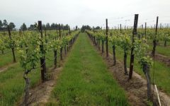 Smith Story Wine Cellars In the Vineyard…Family First Winery Image