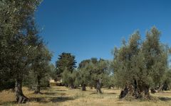 Castello di Bolgheri Castello di Bolgheri Olive Trees Winery Image