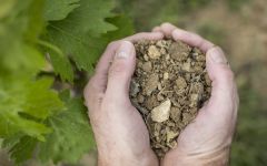 Fattoria Aldobrandesca Aldobrandesca Vineyard Soil Winery Image