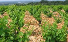 Domaine du Pegau Domaine du Pegau Vineyards Winery Image