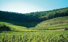 Domaines Schlumberger Winery Image
