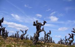 Domaine de Nizas Vieux cep de Carignan Winery Image