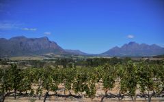 Topiary Winery Image