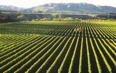 Whitehaven  Winery Image