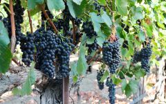 Santa Barbara Winery Syrah Grapes on the Vine Winery Image