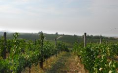 Roscato Winery Image