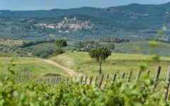 Rocca di Montemassi Vineyard Views Winery Image