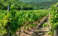 Casata Parini (DO NOT USE) Montepulciano Vineyard Winery Image