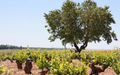 Bodegas Mauro Winery Image