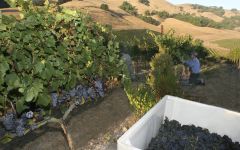 Gloria Ferrer Harvest at Gloria Ferrer Winery Image