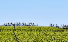 Jansz Winery Image