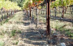 The Counselor Loam Clay Soil with Volcanic Rocks Winery Image