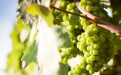 Paul Anheuser Winery Image