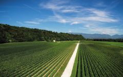 La Gioiosa Winery Image