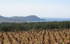 Chateau de Salettes Winery Image