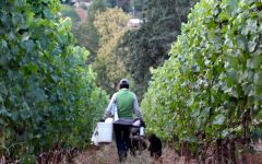 Winderlea Donna during harvest. Winery Image