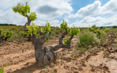 Dominio del Aguila Old Vines at Aguila Winery Image