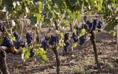 Doga delle Clavule Doga delle Clavule Vineyards Winery Image