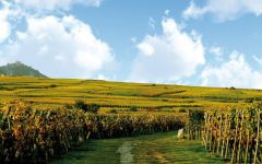 Domaine Joseph Cattin The Vineyards Winery Image