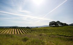 Hall Hardester Ranch Vineyard in Napa Valley Winery Image