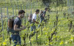 Corte Sant'Alda Winery Image