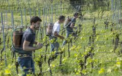 Corte Sant'Alda  Winery Image