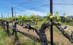 Zaca Mesa Black Bear Block Winery Image