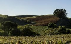 Au Contraire Carneros Vineyard Panorama Winery Image